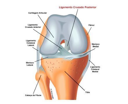 Ligamento Cruzado Posterior | Dr. Denys Aragão