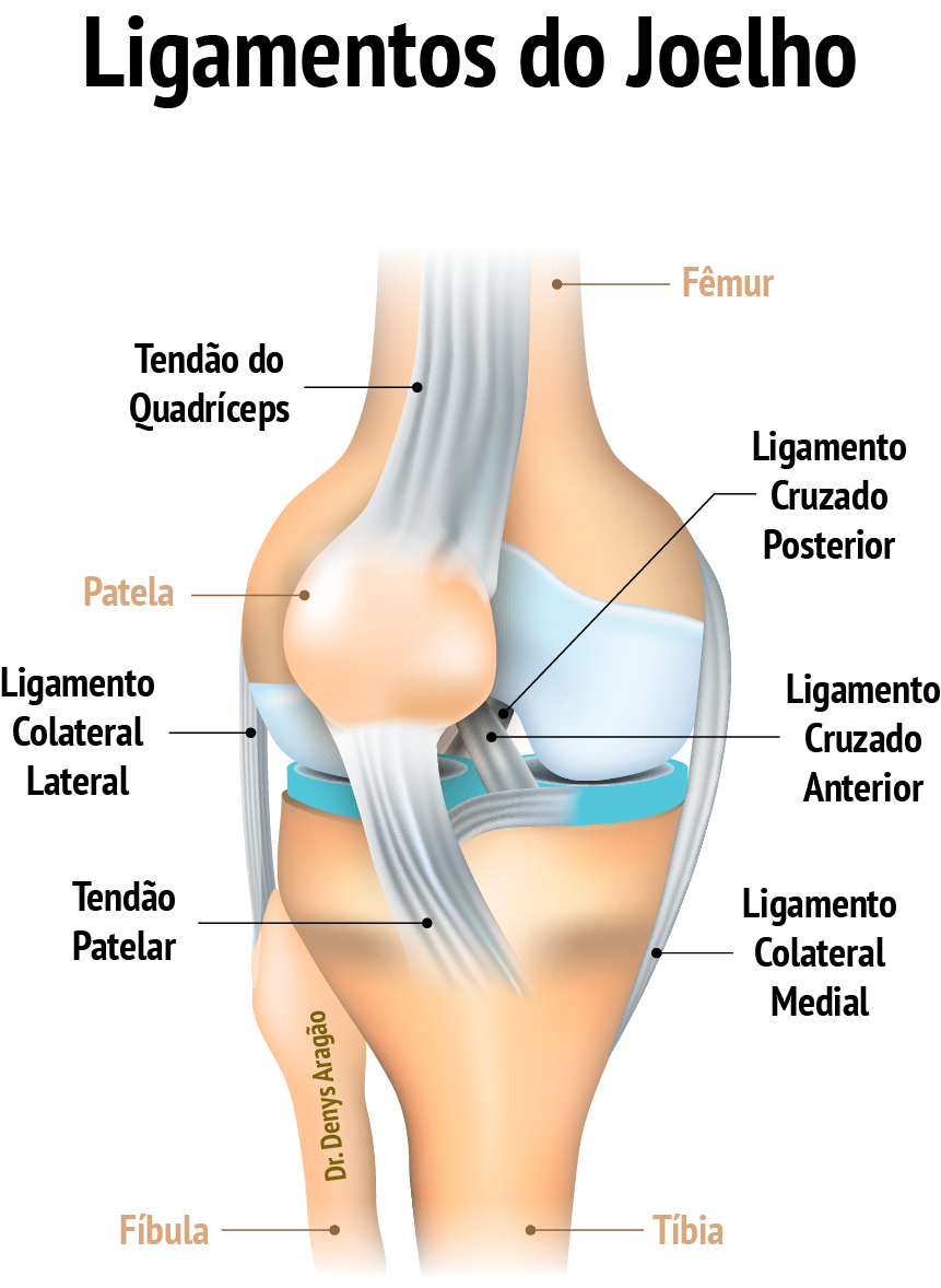 Ligamentos do Joelho | Dr. Denys Aragão