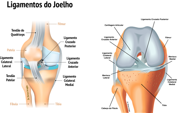 Ligamentos do Joelho | Dr. Denys Aragão