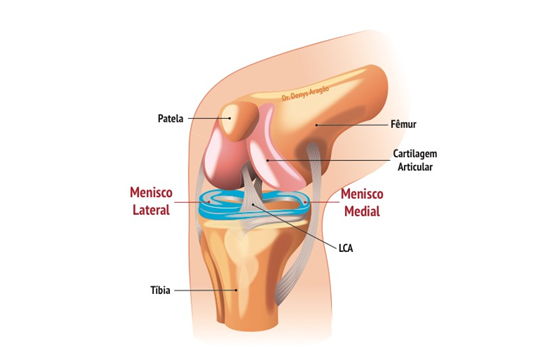 Anatomia do Joelho: Menisco | Dr. Denys Aragão